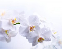 Картина автора Цветы под названием orhidei  				 - орхидеи