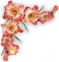 Картина автора Цветы под названием gladiolusy  				 - гладиолусы