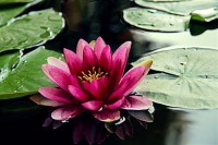 Картина автора Цветы под названием lotus  				 - Лотос