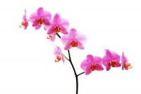 Картина автора Цветы под названием orhidei 2  				 - орхидеи 2
