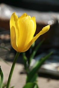 Картина автора Постеры под названием tulip  				 - Тюльпан
