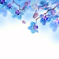 Картина автора Постеры под названием blue orchid  				 - Синяя Орхидея