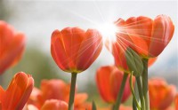 Картина автора Цветы под названием тюльпаны