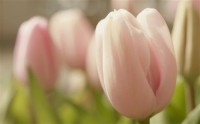 Картина автора Цветы под названием тюльпаны