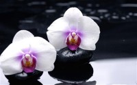 Картина автора Цветы под названием orhidei  				 - орхидея