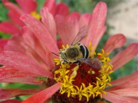 Картина автора Цветы под названием bee  				 - Пчела