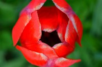 Картина автора Цветы под названием тюльпан
