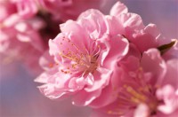 Картина автора Цветы под названием ветка сакуры