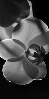 Картина автора Цветы под названием orchids  				 - Орхидеи