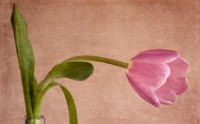 Картина автора Цветы под названием tulip  				 - тюльпан