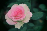 Картина автора Цветы под названием Roza  				 - Роза