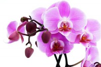 Картина автора Цветы под названием орхидея