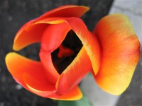 Картина автора Цветы под названием Тюльпан