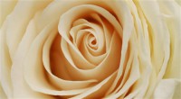 Картина автора Цветы под названием роза
