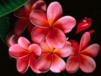 Картина автора Цветы под названием Pink_Plumerias.jpg  				 - Плюмерия