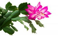 Картина автора Цветы под названием Blooming  šlumbergera truncated.  				 - Цветущая шлумбергера  усеченная.