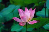 Картина автора Цветы под названием lotus  				 - Лотос