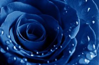 Картина автора Цветы под названием Синяя роза