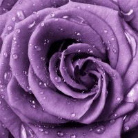Картина автора Цветы под названием Сиреневая роза