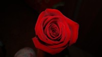 Картина автора Цветы под названием Rose  				 - Роза