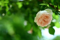 Картина автора Цветы под названием Роза