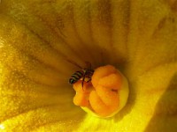 Картина автора Цветы под названием bee