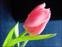 Картина автора Цветы под названием Тюльпан