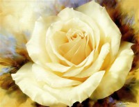 Картина автора Цветы под названием One Champagne Rose
