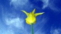 Картина автора Цветы под названием Желтый тюльпан