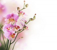Картина автора Цветы под названием Орхидеи