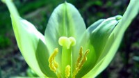 Картина автора Цветы под названием Зеленый тюльпан