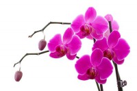 Картина автора Цветы под названием Орхидея